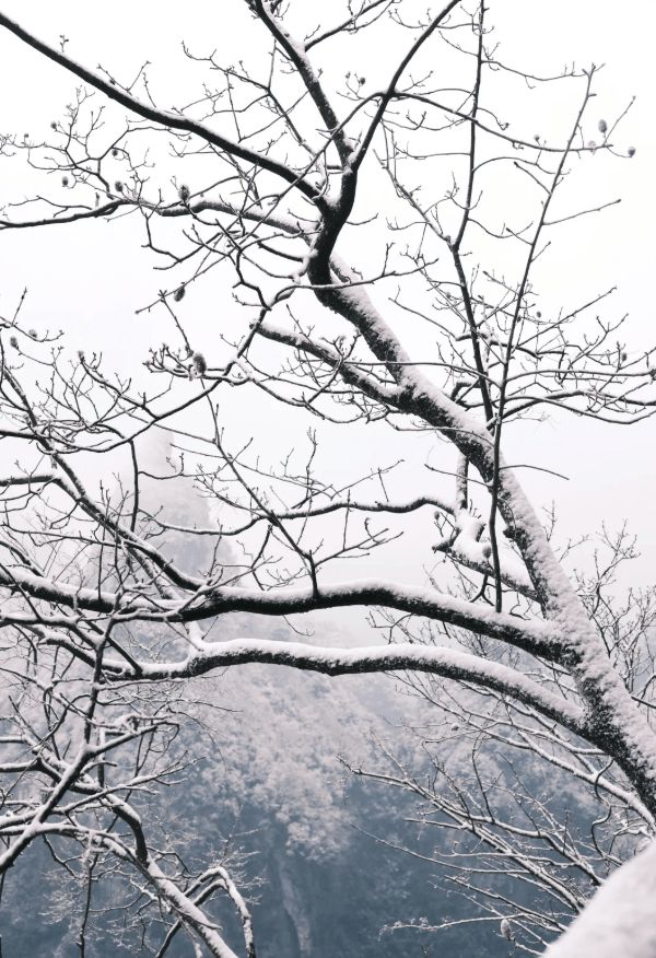 家界五天四晚旅游完美计划及美食分享CQ9电子张家界旅游家庭攻略提供张(图2)